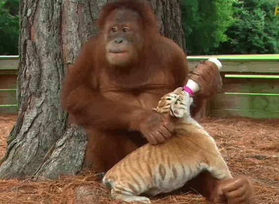 orangutang.gif
