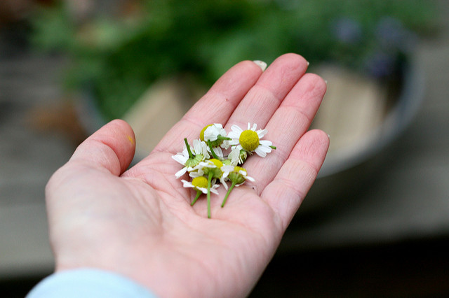 Фото: Chiot's Run/flickr.com. Ліцензія: creativecommons.org/licenses/by-nc/2.0