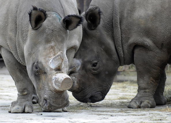 Фату и Набире, самки северного белого носорога, в зоопарке Двур-Кралове