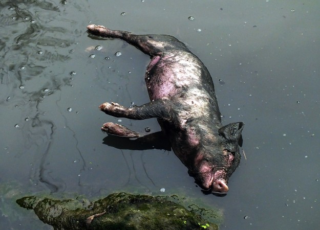 Мёртвая свинья лежит в грязном притоке реки Янцзы в провинции Хэбэй в центральном Китае, март 2013 г. В том же году было обнаружено свыше 13 тысяч мёртвых свиней