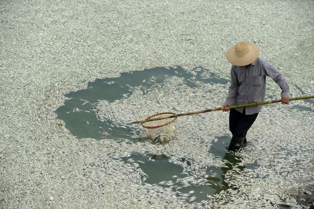 Житель вылавливает мёртвую рыбу из реки Фухэ в Ухане, сентябрь 2013 года. По информации с аккаунта на Weibo одного чиновника, рыба погибла от опасно высокого содержания аммиака
