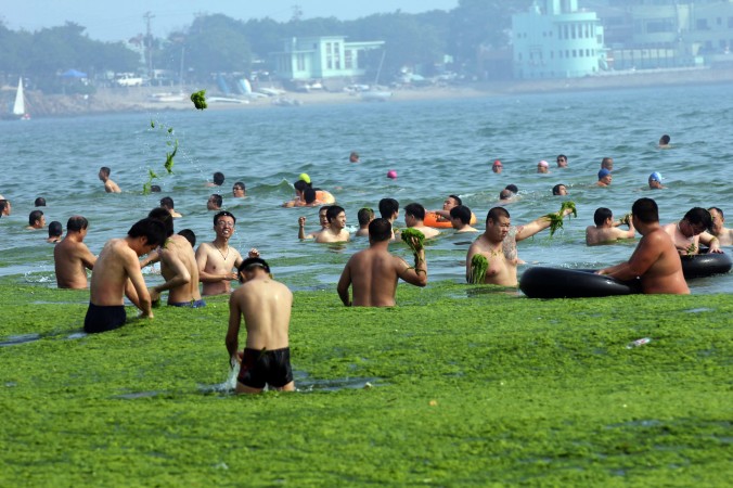 Китайские отдыхающие играют на покрытом водорослями общественном пляже в городе Циндао провинции Шаньдун 4 июля 2013 г. Морское побережье Китая пострадало от самого небывалого доселе «зелёного нашествия» водорослей, как сообщили чиновники, которые отвечают за экосистему океана. Наблюдается огромный бум цветения зелёной водоросли, которую прибивает к берегам Жёлтого моря. Фото: STR/AFP/Getty Images
