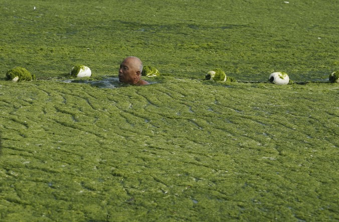 Человек плавает в морской воде с толстым слоем зелёных водорослей в городе Циндао провинции Шаньдун, Китай. За последние дни количество неядовитых зелёных водорослей «enteromorpha prolifera» на побережье Циндао увеличилось. Фото: ChinaFotoPress via Getty Images
