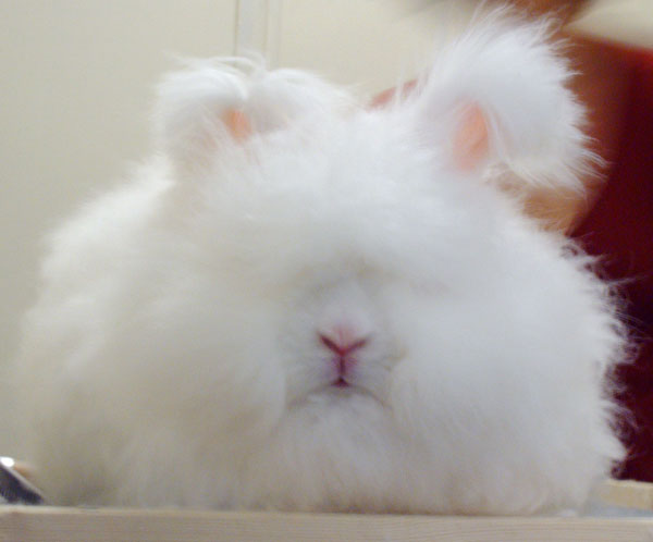 Неймовірні факти: ангорський кролик — найпухнастіший у світі.