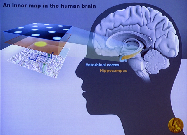 Внутрішній GPS, або Що нам допомагає в навігації. Здатність орієнтуватися в просторі &mdash; одна з життєво важливих функцій мозку людини.