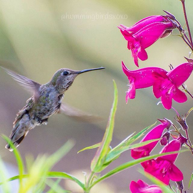 hummingbirdsxoxo