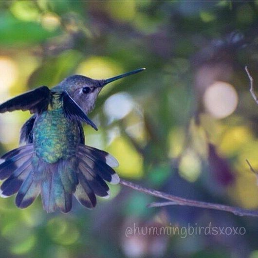 hummingbirdsxoxo