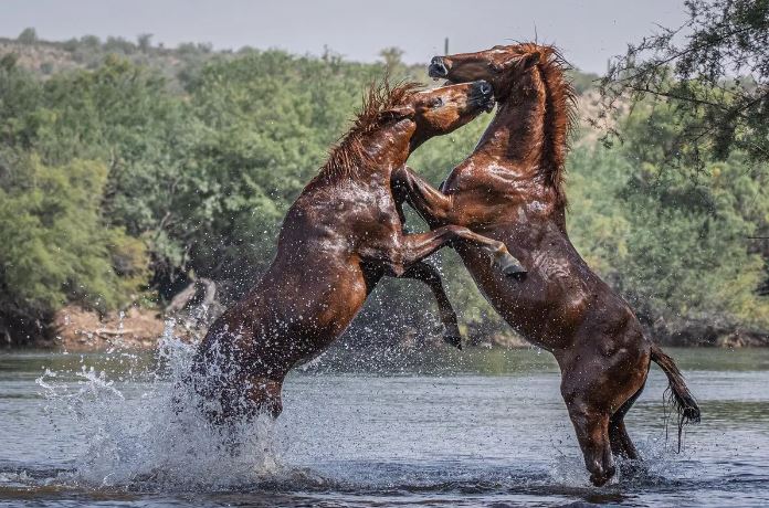 Два жеребца спорят на реке Солт-Ривер в Аризоне. (Courtesy of Susan Goudge)