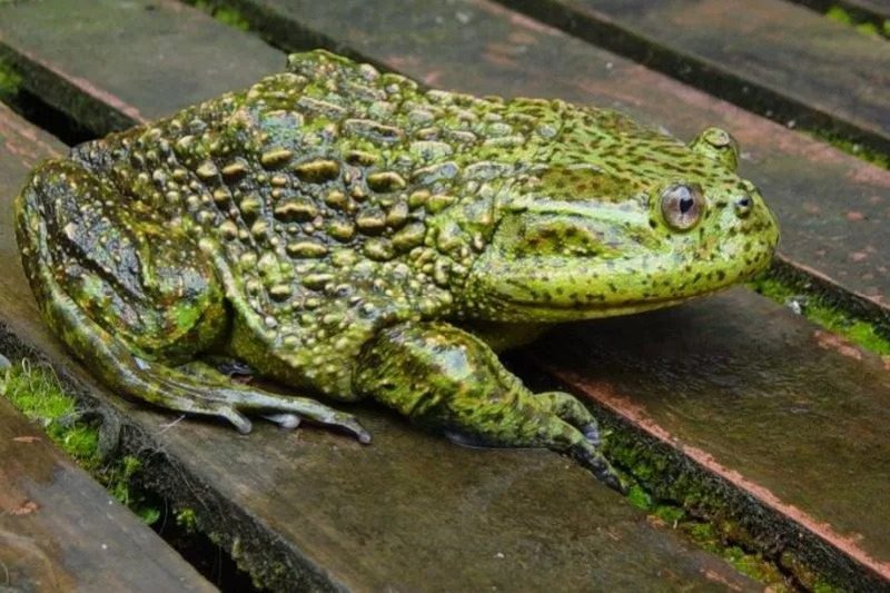 Скам'янілі жаби свідчать про «зелену» Антарктиду 40 млн років тому