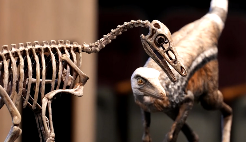 (Youtube/скриншот)