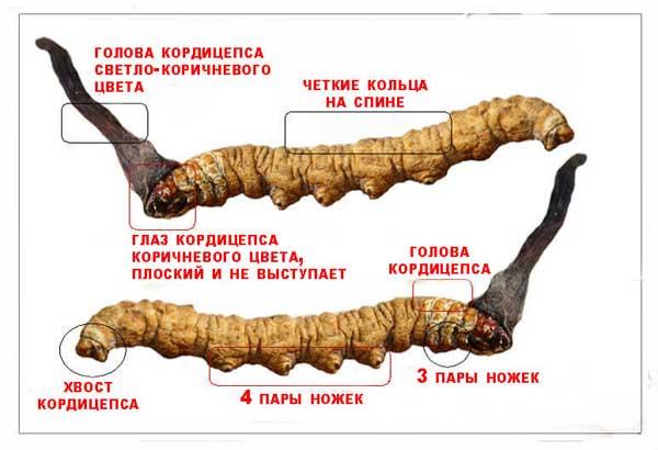 Кордицепс 