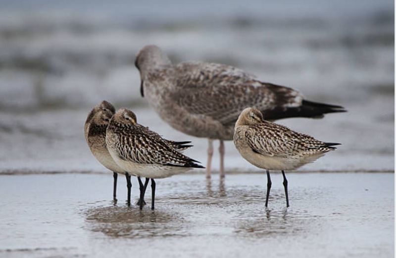 ООН внесла 40 нових видів до списку тварин, що потребують міжнародному захисту