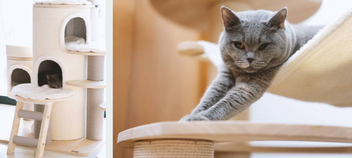 лазалки для котов