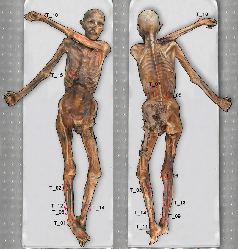 Иллюстрация: Marco Samadelli/sciencedaily.com