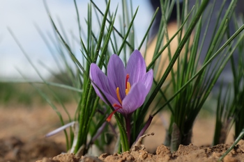 Шафран — это рыльца крокуса посевного, красивого многолетнего растения. Фото: Denis Doyle/Getty Images
