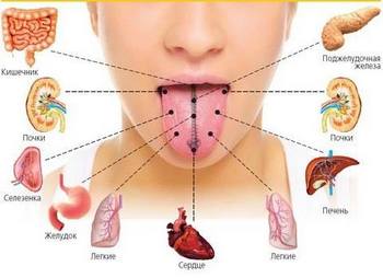 Состояние различных органов нашего тела «проецируется» на соответствующие участки языка. Фото: lady.day.az
