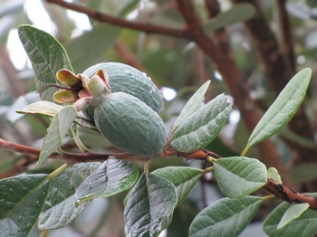 После начала цветения в мае, в октябре—ноябре на фейхоа появляются продолговатые зелёные плоды, содержащие около 93 полезных веществ. Фото: exoticsad.ru