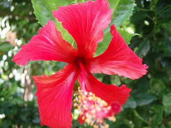 Каркадэ — гибискус, растение из семейства мальвовых, также называется суданской розой. Фото: Jun Acullador/flickr.com