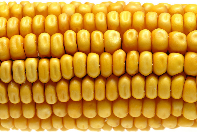 Украинская кукуруза может оказаться востребованной на рынке ЕС. Иллюстративное фото: Giandomenico Pozzi/Flick.com