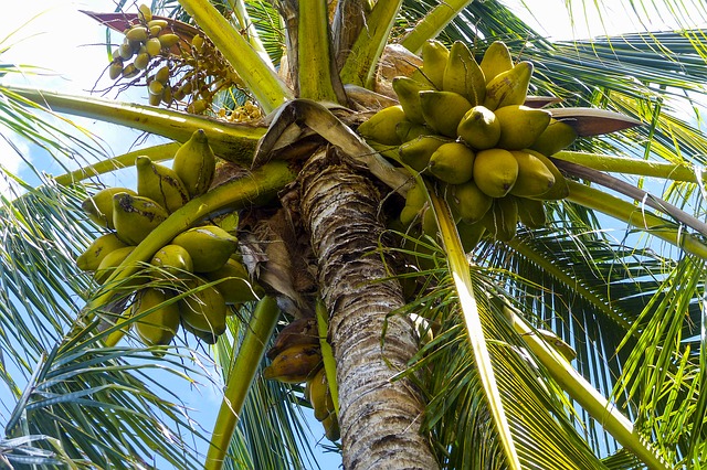 кокос