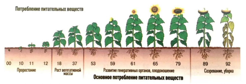 Стимуляторы роста 