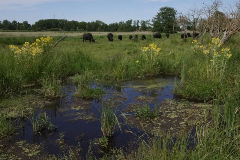 Водяні буйволи пасуться на болотах частини торфовища Серніцмоор площею близько 300 гектарів, яке було затоплено 31 травня 2023 року неподалік від Грайффенберга, Німеччина. Затоплення зупиняє викиди та відкриває перспективи для болотного землеробства, яке включає розведення водяних буйволів на м'ясо, вирощування очерету для утеплення та виробництво очеретяних гранул для паперу. (Sean Gallup/Getty Images)