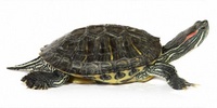Зображення черепахи з сайту simple-fauna.ru