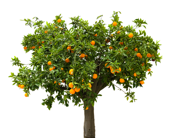 плодовое дерево