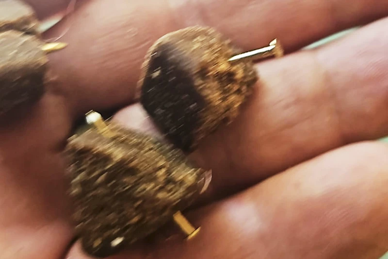 В Італії розслідують убивство поліцейського собаки, який працював у рятувальних операціях