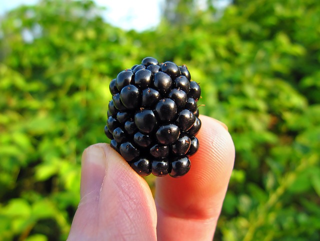 Фото: pixabay.com