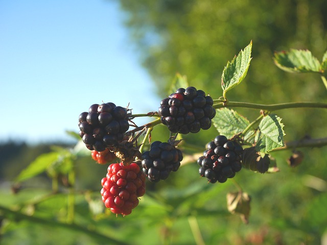 Фото: pixabay.com