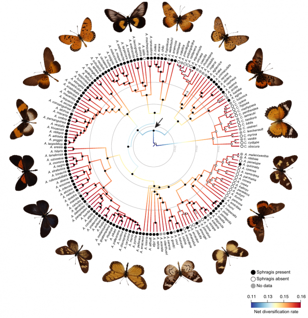 Швидкість видоутворення у метеликів триб Acraeini (червоний означає більш високу, синій — більш низьку швидкість). Наявність сфрагіса у кожного конкретного виду відмічено чорним кружком.  Фото: Ana Paula S Carvalho et al./Systematic Biology, 2020