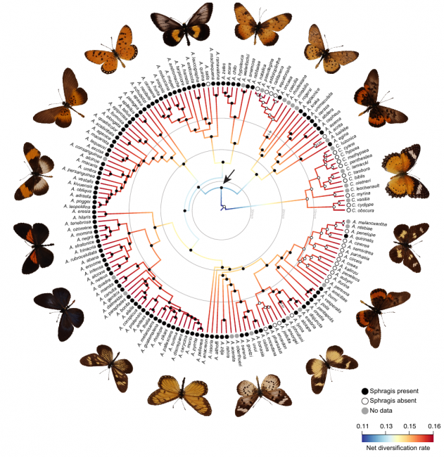 Швидкість видоутворення у метеликів триб Acraeini (червоний означає більш високу, синій — більш низьку швидкість). Наявність сфрагіса у кожного конкретного виду відмічено чорним кружком. Фото: Ana Paula S Carvalho et al./Systematic Biology, 2020