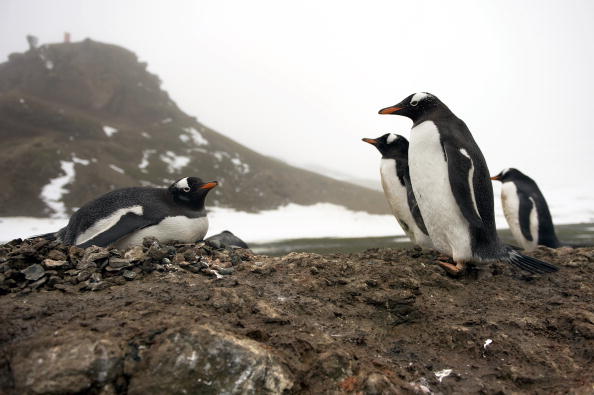 Пінгвіни - найбільш загартовані птахи. Фото: Getty Images  