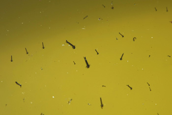 Личинок комарів видно на поверхні води. Фото: Justin Sullivan / Getty Images