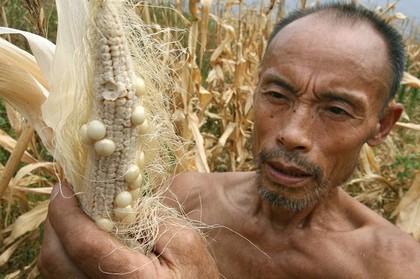 Кукурудза, що постраждала від засухи. По всьому Китаю засухи зазнали 18,5 млн. гектарів орних земель. Фото: MARK RALSTON/AFP/Getty Images