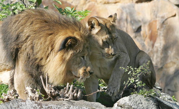 Самые большие кошки: лев и львица. Фото: Patrick Sinkel/AFP/Getty Images