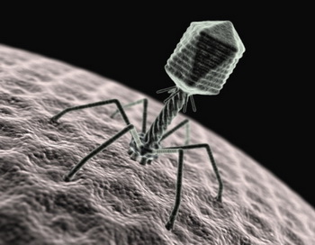 Бактеріофаг - природжений вбивця бактерій. Фото: 3DClinic/Getty Images