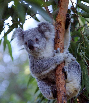 Але якщо коали не хворіють на застуду, то це точно завдяки тому, що живуть вони в гущавині чагарників евкаліпта! Фото: Afp/getty Images News