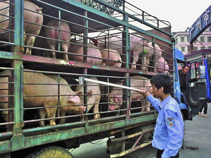 Транспорт со свиньями перед бойней в округе Тяньхэ в Гуанчжоу южная провинция Гуандун.(AP Photo/Color China Photo)
