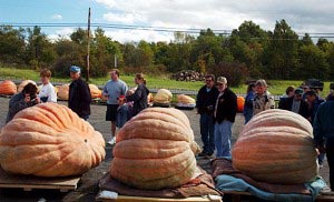 Відвідувачі 9-го щорічного фестивалю виробників гарбузів у Долині Огайо захоплюються трьома найбільшими екземплярами. Фото: Jeff Swensen/Getty Images