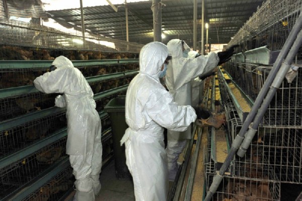 Работники специальной бригады проводят дезинфекцию места заражения птичьим гриппом. Фото: пресс-центр властей Гонконга 