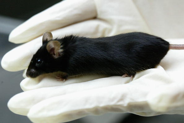 Лабораторна миша. Фото: Koichi Kamoshida/Getty Images