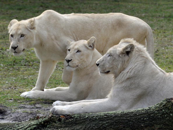 Найбільші кішки: білі леви. Фото: STEFAN SIMONSEN/AFP/Getty Images