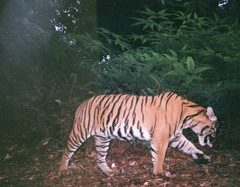 Тигр Суматри знаходиться під загрозою зникнення, оскільки він поступово втрачає своє середовище проживання. Зйомки прихованою камерою WWF (Всесвітнього фонду дикої природи) розпочато на території в Букіт Батабу, в заповіднику в Індонезії, де триває вирубк
