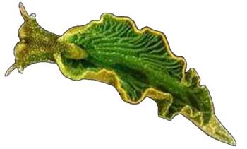 Elysia chlorotica, як стверджують вчені, дійсно є гібридом тварини і рослини. Фото: pnas.org