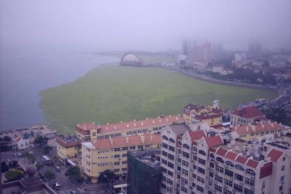 Одна з бухт західного берега м. Циндао, заповнена зеленими водоростями. Фото: The Epoch Times