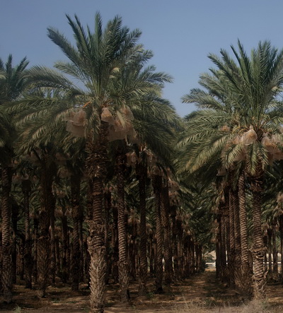 З Єрусалиму до Афули через Йорданську долину. Фінікові пальми Йорданської долини. Фото: Хава Тор / The Epoch Times
