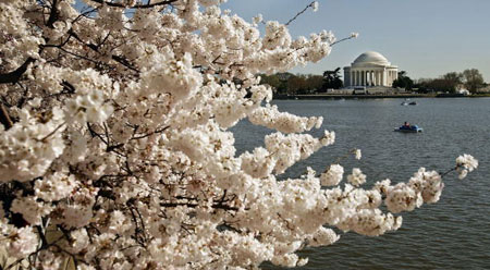 Мемориал Джефферсона. Тидал Басин (the Tidal Basin), Вашингтон 30 марта 2007г. Фото: Chip Somodevilla/Getty Images