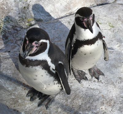 Пінгвіни Гумбольдта. Фото: TimVickers